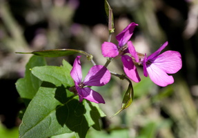 Lunaria annua 3