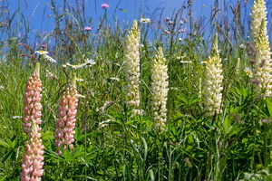 Lupinus x regalis 1
