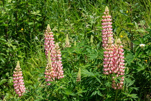 Lupinus x regalis 2