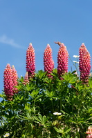 Lupinus x regalis 3