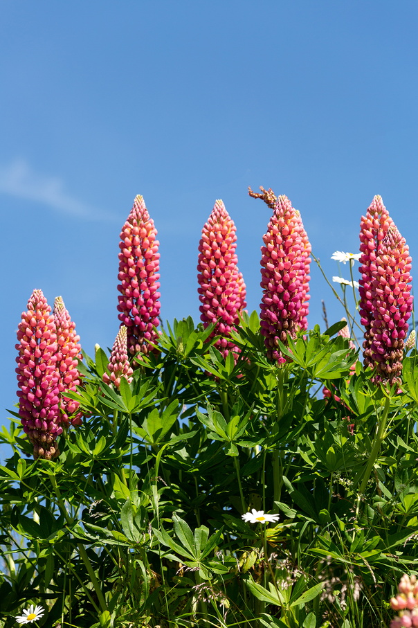 Lupinus x regalis 3.jpg