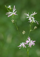 Lychnis flos-cuculi 1
