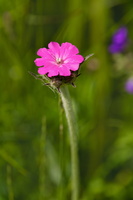 Lychnis flos-jovis