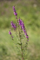 Lythrum salicaria 1