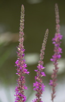 Lythrum salicaria 2