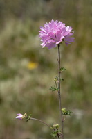 Malva alcea 1