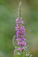 Lythrum salicaria 3