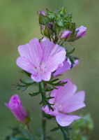 Malva alcea 2