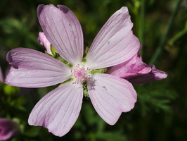 Malva moschata 2