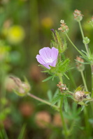 Malva setigera 1