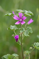 Malva sylvestris 1