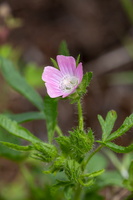 Malva setigera 2