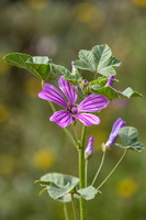 Malva sylvestris 2