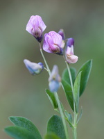 Lathyrus linifolius