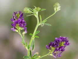 Medicago sativa 1
