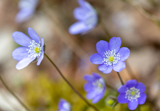 Classement par noms scientifiques