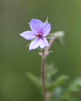 Erodium ciconium 2