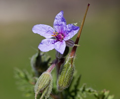 Erodium ciconium 1