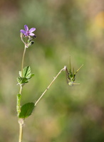 Erodium malacoides 1