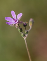 Erodium malacoides 2