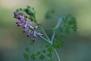 Fumaria officinalis 1
