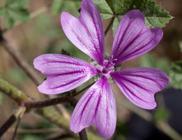 Malva sylvestris 3