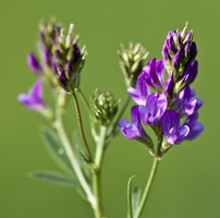 Medicago sativa 2