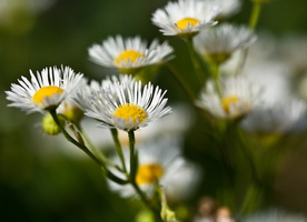 Erigeron annuus 1