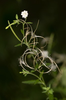 Epilobium ciliatum