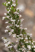 Erica arborea