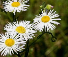 Erigeron annuus 2