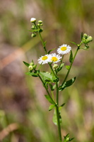 Erigeron strigosus