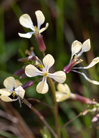 Eruca sativa