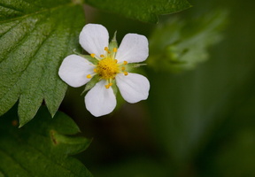 Fragaria viridis