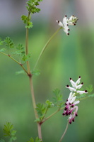 Fumaria capreolata