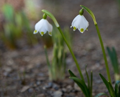 Galanthus nivalis