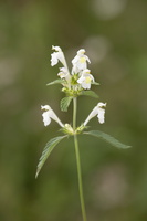 Galeopsis segetum 2