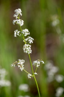 Galium mollugo
