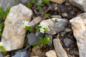 Galium saxatile