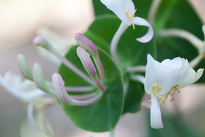 Lonicera implexa 2