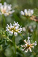 Lotus dorycnium