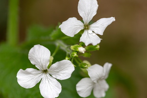 Lunaria annua 1