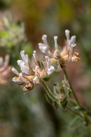 Lotus hirsutus