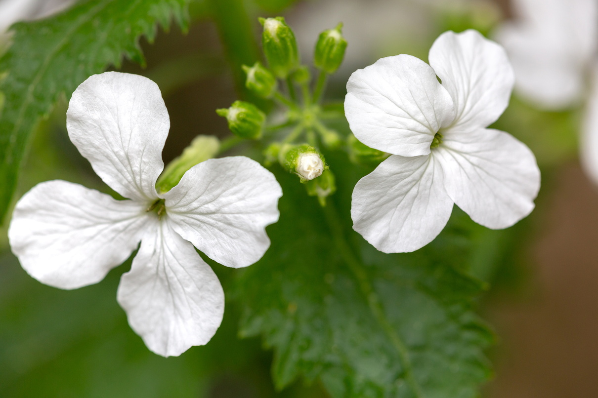 Lunaria annua 2.jpg
