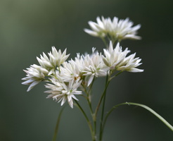 Luzula nivea