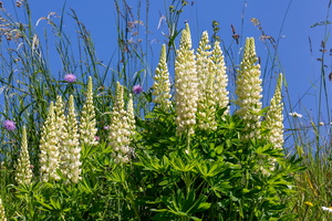Lupinus x regalis 6