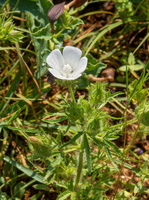 Malva setigera 3