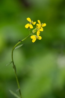 Erysimum Capitatum