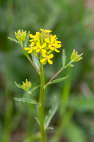 Erysimum cheiranthoides