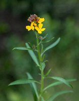 Erysimum cheiri 2